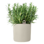 happy herbs 14cm linen white